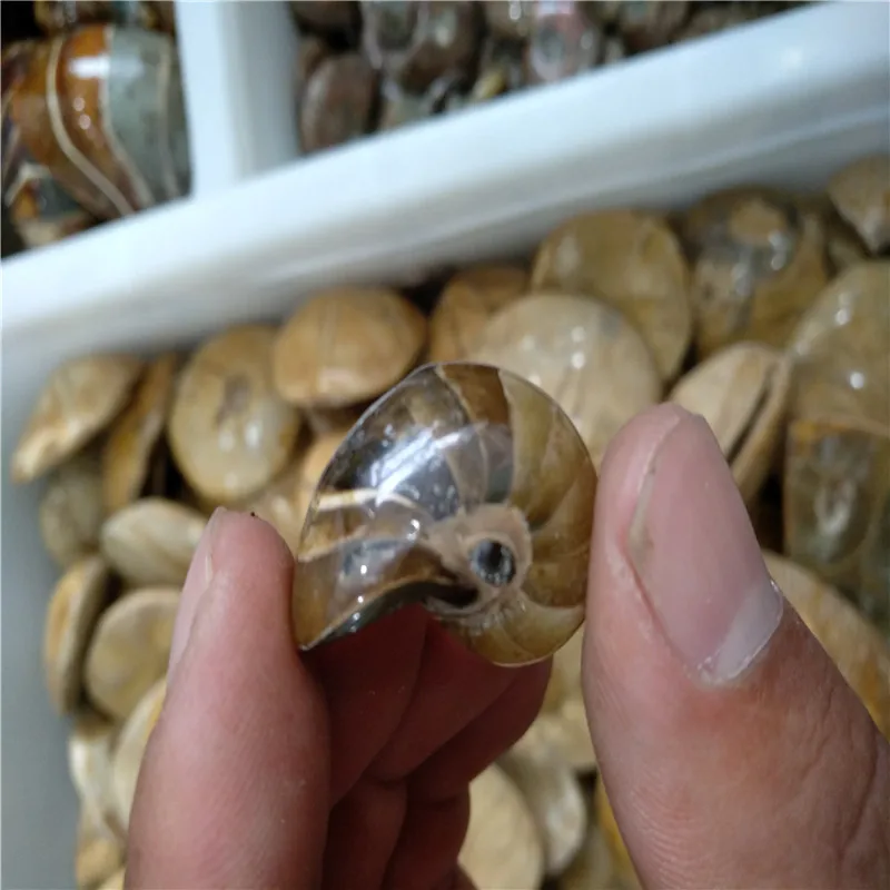 4 Шт Маленькая полностью натуральный аммонит ископаемые раковины с украшением в