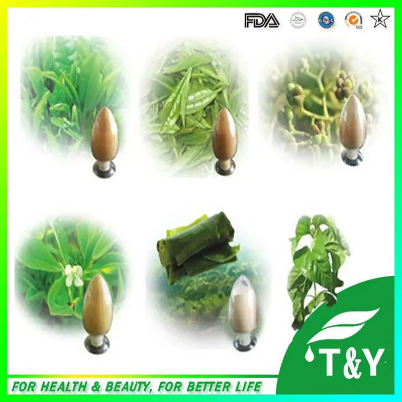 Фабрики прямые поставки Isatis Экстракт/Indigowoad Экстракт корня/Isatis tinctoria экстракт