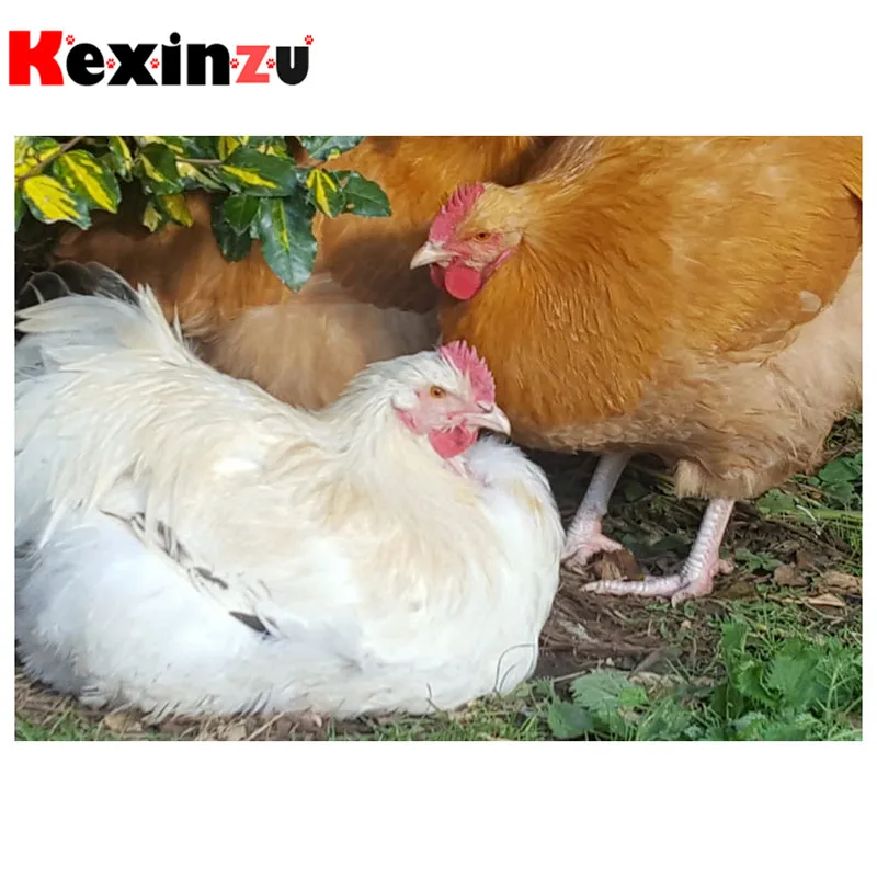 

Kexinzu полный квадрат/круглый 5D Diy Алмазная картина крестиком "животное Курица" Алмазная 3D вышивка мозаика домашний Декор подарок K042
