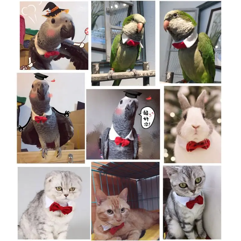 Ручной работы костюм птицы попугая кота ошейник для котенка галстук бабочка