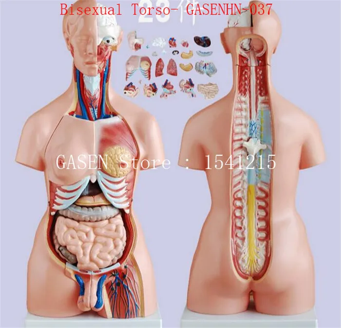 Visceral anatomy male female Asexual trunk Anatomical model chest abdomen Organ structure medicine Bisexual Torso- GASENHN-037 | Канцтовары