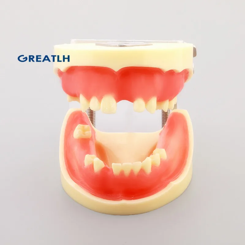 Dentl для тренировки имплантации модели стоматологические зубов