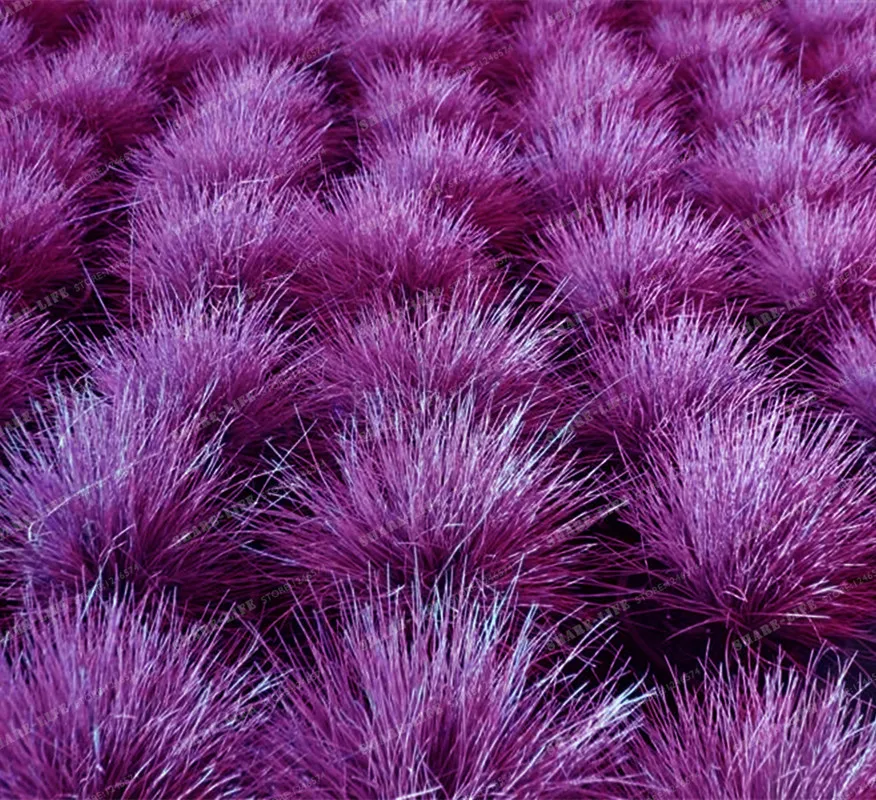 100 шт 4 цвета Фескью трава бонсай (Festuca glauca) многолетняя выносливая декоративная