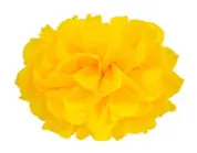 Yellow 1 шт., размер: 4/6/8/10/12 дюймов ткани Бумага Pom Poms, ручные поделки Цветочные шары из бумаги для вечеринок и свадебных церемоний украшения дома цветы - Цвет: Yellow