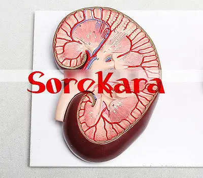 Людская анатомическая anaglyptic клубочек нефрона почек Органы Спецодежда