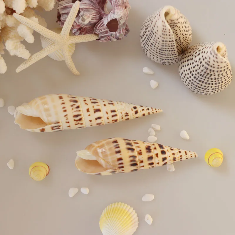 

Free Shipping(2pcs/lot)Marlinspike Natural Shell & Conch Home Decoration Aquarium Landscaping Shell Ornaments