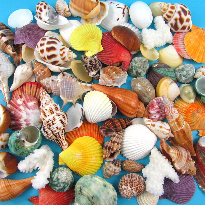 25 шт. смешанных сортов натурального ремесла раковины наборы аквариума орнамент