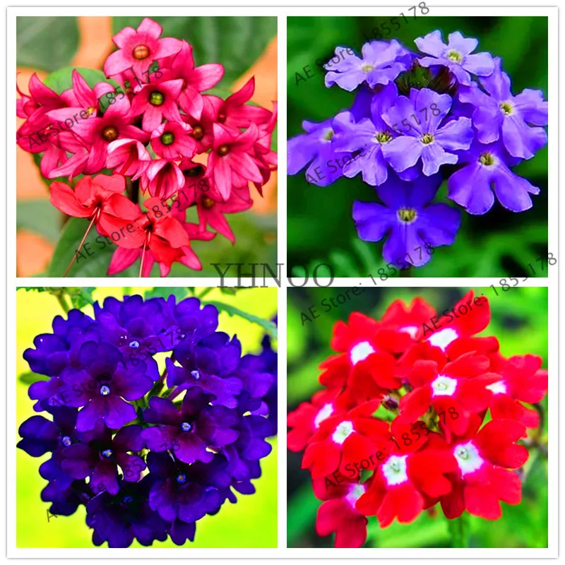 104/Сумка для сада verbena Bonsai Hybrida яркие ароматные цветы растения украшения домашнего