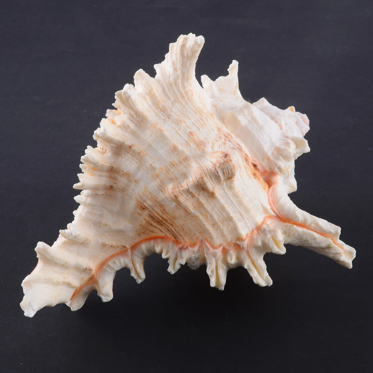 1 предмет Новинка Большой Queen морских раковин раковины Natural Sea пляжные как ремесло