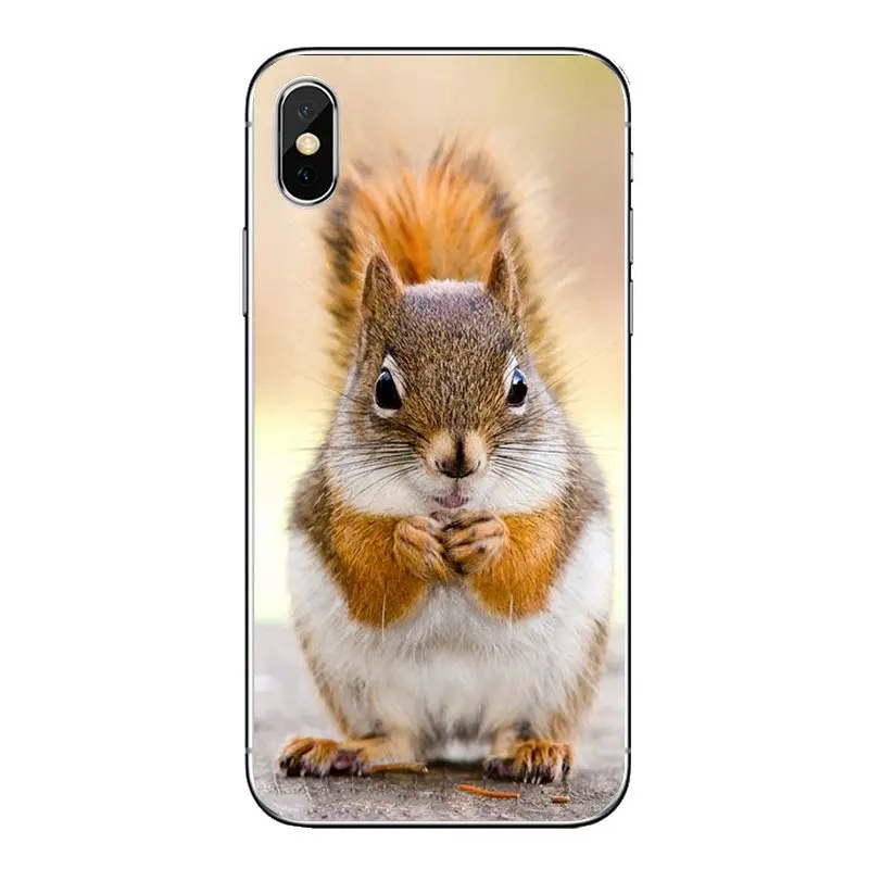 Мягкий прозрачный чехол для iPod Touch iPhone 4 4S 5 5S 5C SE 6 6S 7 8 X XR XS Plus MAX Red Squirrel Sciurus vulgaris |