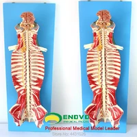 enovo anatomy of spinal cord spinal nerve