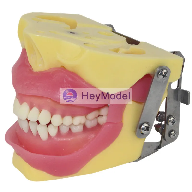 

HeyModel Human Oral practice assessment of Teeth extraction Model
