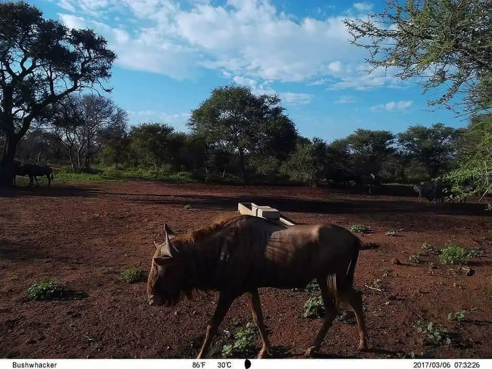 Bushwhacker большой глаз D3 диких животных инфракрасная охотничья тропа игровая камера