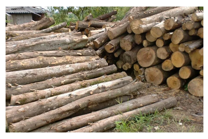 TREESMILE, Антистатическая Расческа для подушек, весло из натурального дерева, остроконечная ручка, зубы, Массажная щетка для волос, черная Расческа для подушек