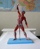 muscles of malehuman body muscle movement anatomy modelmuscle man model