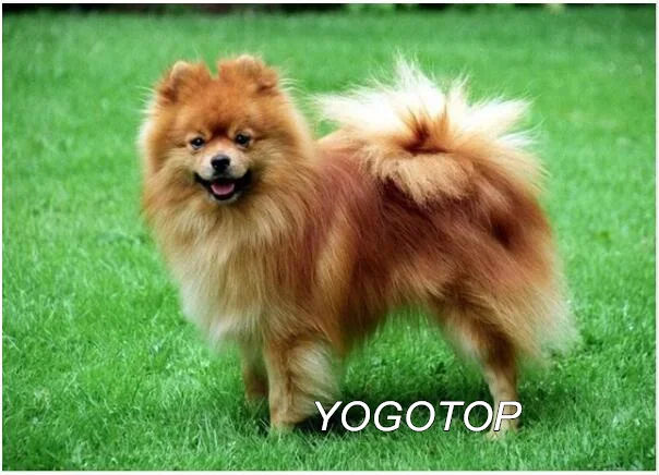 Красный YOGOTOP diy Алмазная вышивка собака шпиц животное алмазная живопись полный квадратный/круглый мозаика Стразы Рождественский подарок YY457 - Цвет: Красный