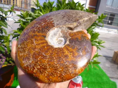 1410 г (3 1 фунта) Нефритовая Хризантема раковина аммония Fossil Madagascar | Дом и сад