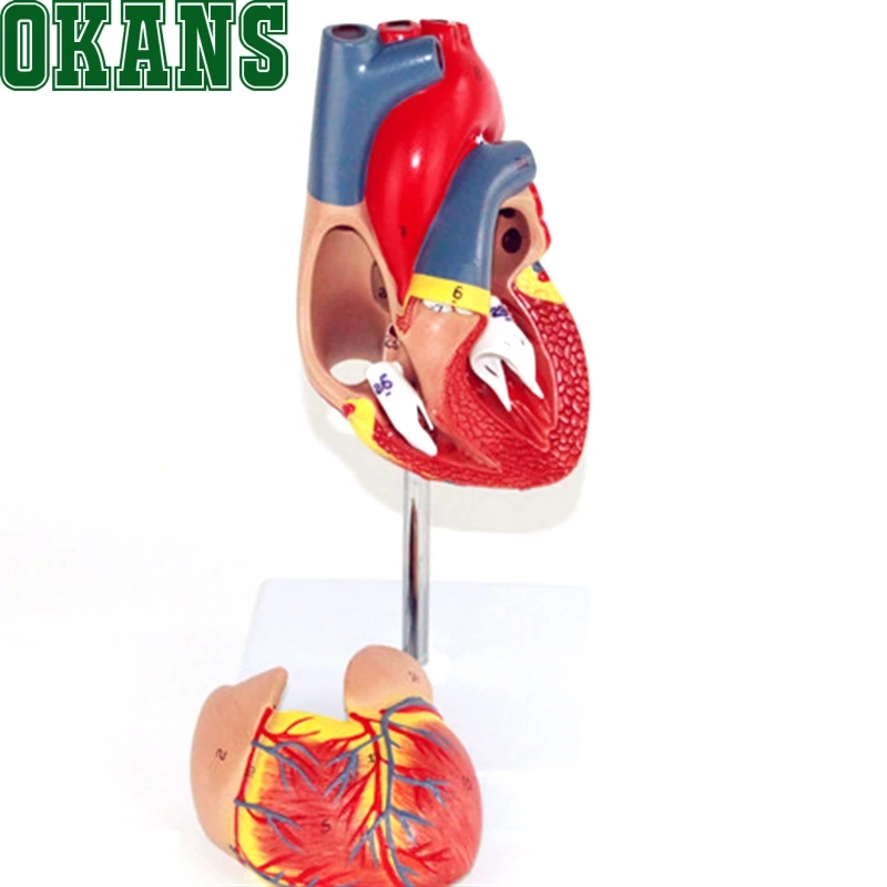 1: 1 модель сердца B ультразвуковая цветная кардиологическая медицина|heart model|heart