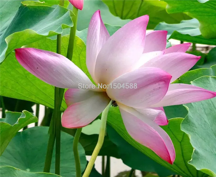 Custom Any Size Murals Wallpaper 3D Beautiful Mountains And Rivers Lotus Pond Landscape Photo Wall Painting Living Room 3D Decor