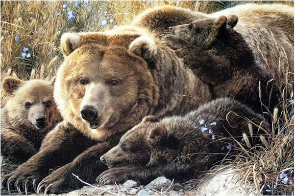 40X50 см (16 &quotх 20&quot) медведь Семья животного полный дрель положить ручной вышивки Diy