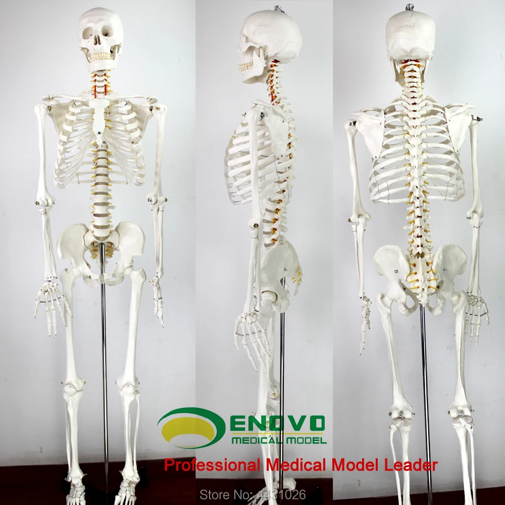 

ENOVO 170cm human.skeleton model skeleton specimen model art medicine art pain department