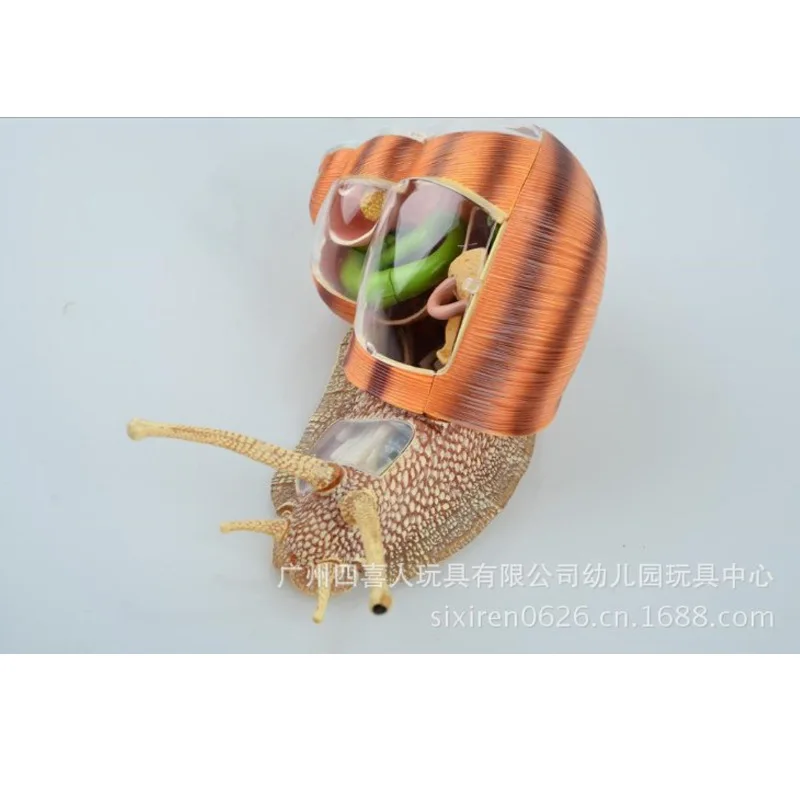 Assembled Animal Anatomy Snail Model Anime Medical Science Anatomic Puzzels for Children 4D Educational Toys 22cm | Канцтовары для