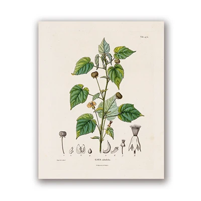 

Юоolife Ботанические исследования на холсте