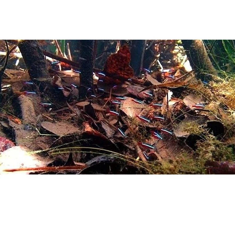 Bactericide leaf Pure natural Olive leaves adjust PH value Reducing acid regulation Improve water quality antibacterial | Дом и сад