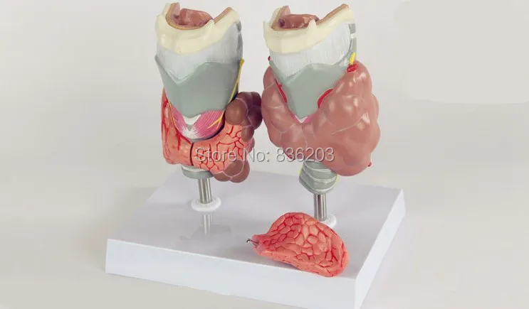 Thyroid Diseas of Human Head Neck Model in trauma anatomy skeleton dental anatomical shadow brain skullmedical training manikins |