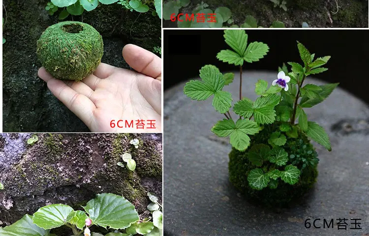Kokedama моховые шары японский мох шар с Мохом семена личности небольшой вентилируемый цветочный горшок для орхидеи и бонсай