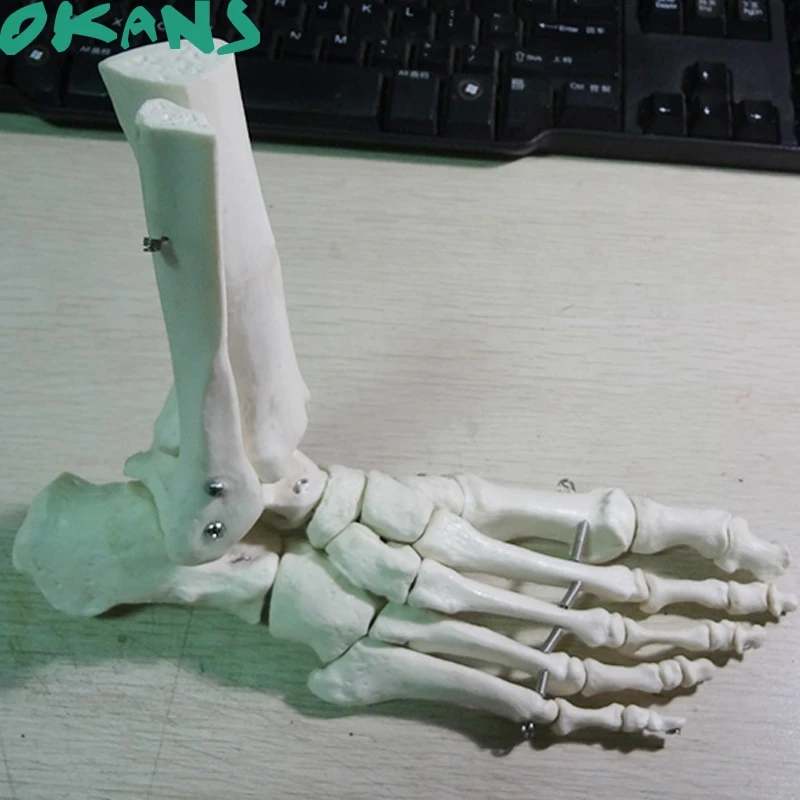 Модель сустава лодыжки анатомическая модель ноги с связью костей