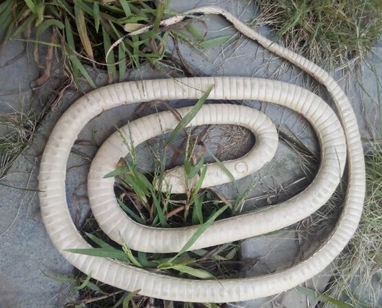 1 38 м имитация змеи пластиковые мягкие фигурки животных розыгрыш и приколы