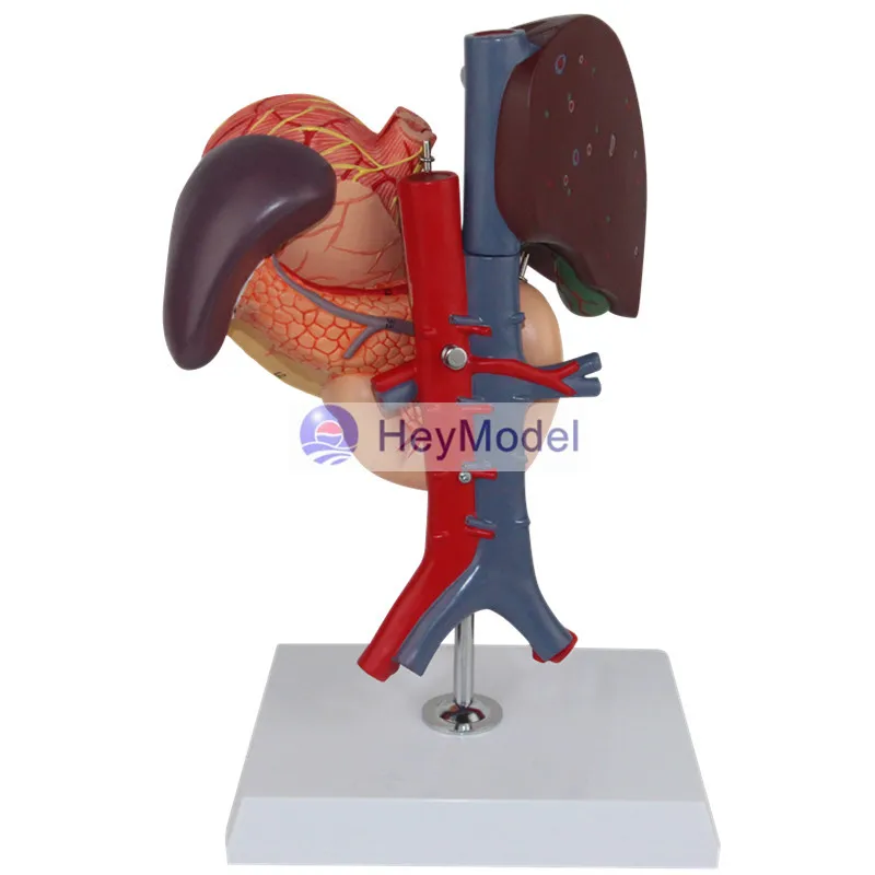 HeyModel Hepatopancreas модель двенадцатиперстной кишки желудочной структуры | Канцтовары
