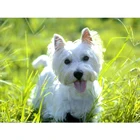 Алмазная картина west highland white terrier, полностью квадратныекруглые стразы, ручная работа, алмазная вышивка, мозаика, домашний декор 854