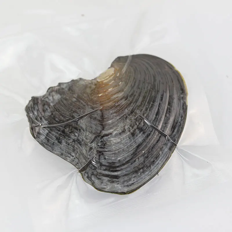 6 шт. в виде раковины Wish Pearl one Oyster в вакуумной упаковке, искусственный жемчуг в случайном порядке, размер 6-7 мм, женский подарок на день рождения, свадьбу