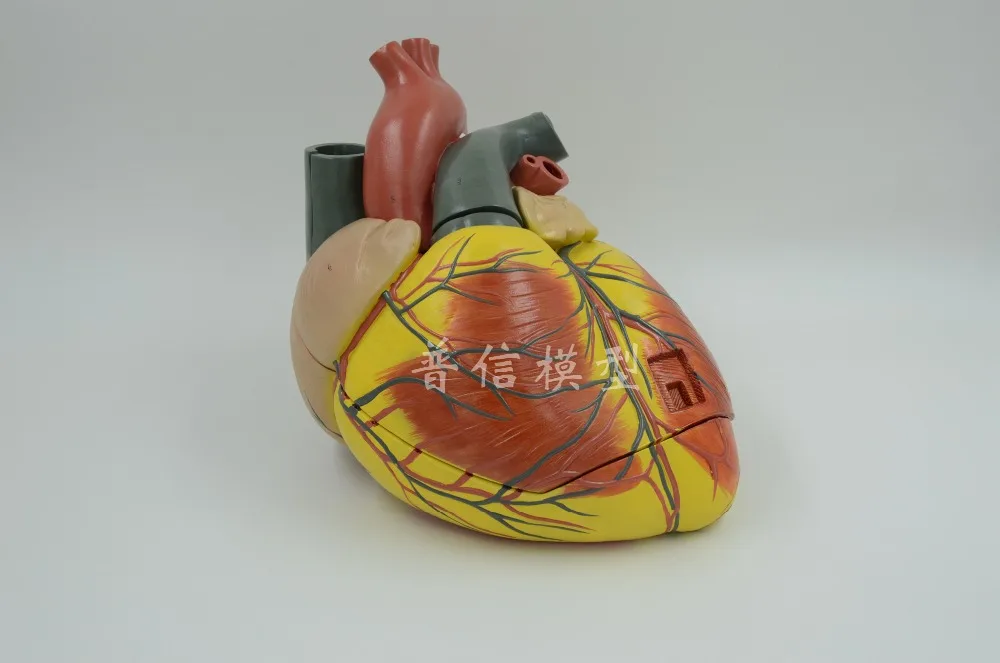 

Модель анатомии человеческого сердца, анатомия желудочка атрии, Цветной Допплер для больницы, художественная живопись