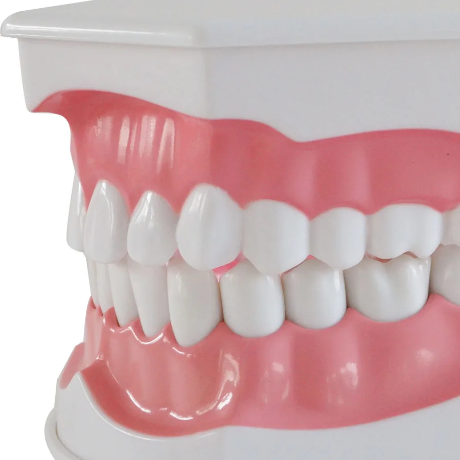 Модель зубов для взрослых Стандартный Стоматологическое обучение исследование