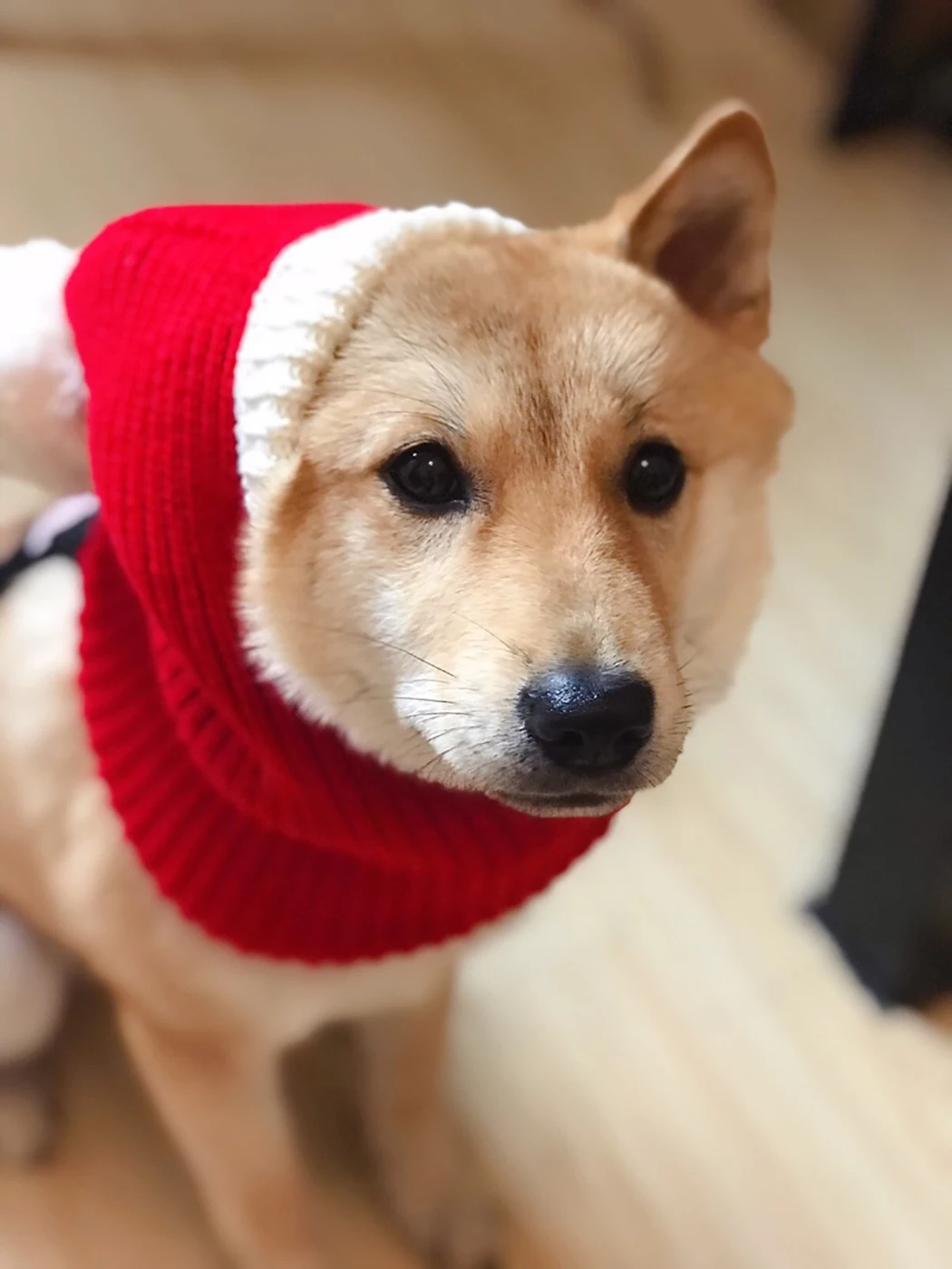 Knitted Pet Hat Warm Comfortable Lovely Dog Hats For Pets Cats Winter Warm Knitting Dog Cap Dog Beanie For Puppies Kittens
