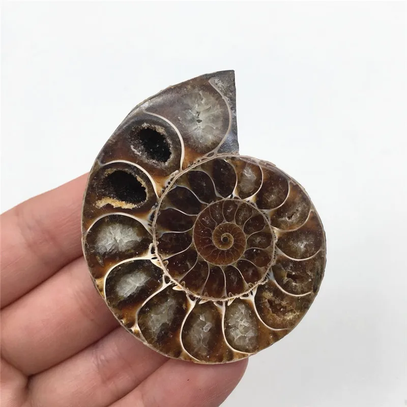 2 шт Половина вырезать аммонит оболочки пара Fossil образец из Мадагаскара модное