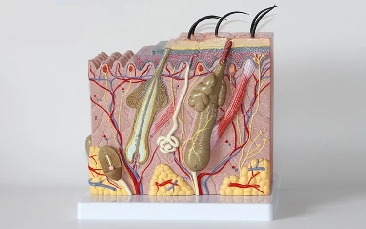 50X трехмерная модель кожи медицинская Эстетическая пластиковая структура