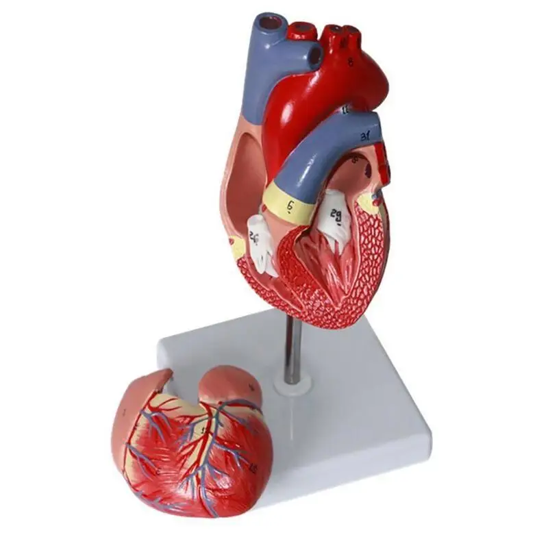 

Human Heart Model, 2-Part Deluxe Life Size Human Heart Replica with 34 Anatomical Structures, Held Together with Magnets