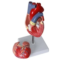 human heart model 2 part deluxe life size human heart replica with 34 anatomical structures held together with magnets