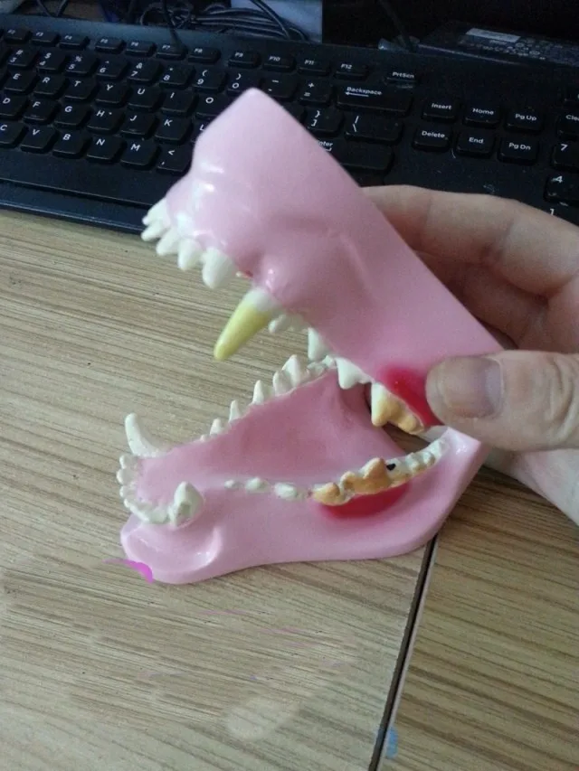 dog oral joint model dental pathology mouth teeth teaching demonstration free shipping | Medical Science