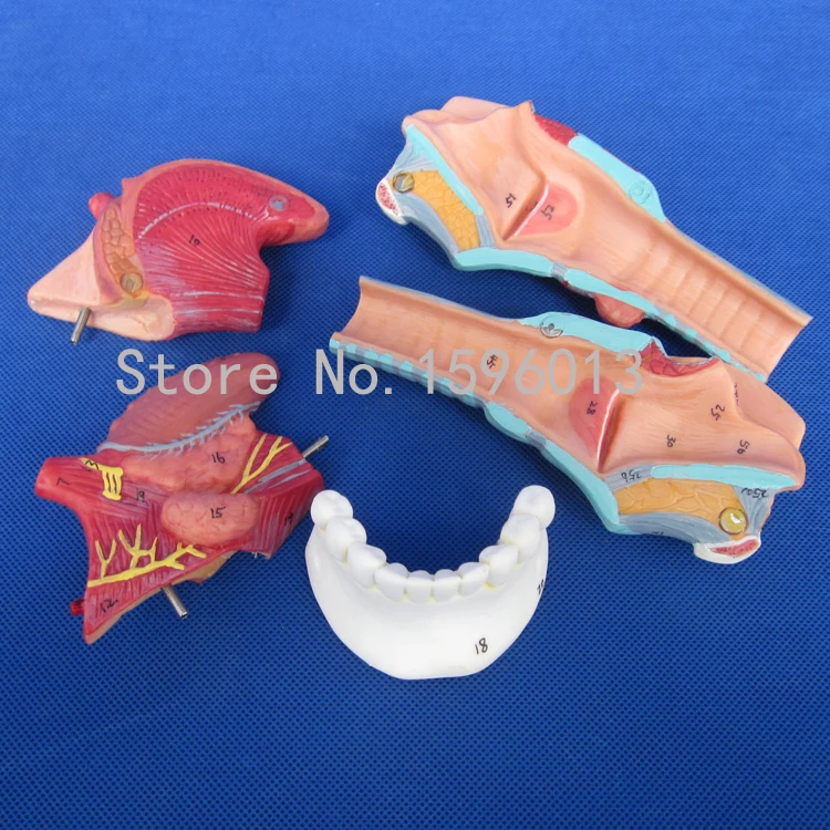 Популярная модель анатомического ларинкса с таунгом и зубами | Канцтовары для