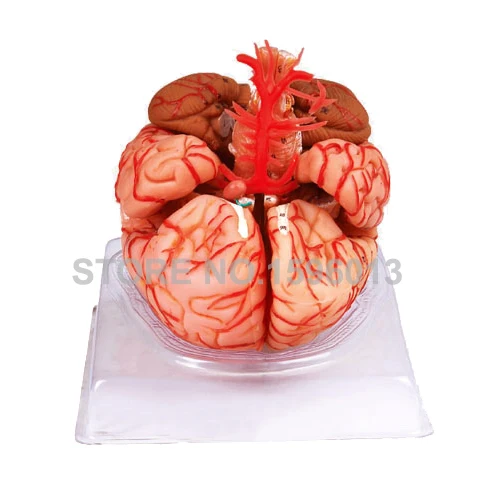 Усовершенствованная модель мозга из 9 частей с артерией анатомический мозг 3D