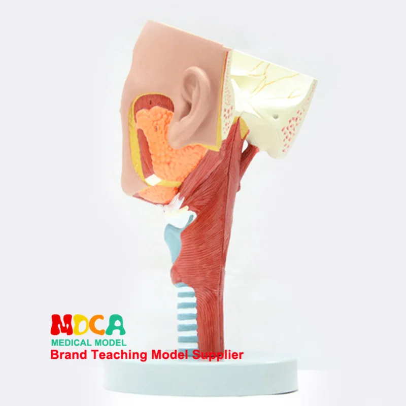 2 Parts Pharyngeal muscles and larynx Anatomical model Oronasal Anatomy of lingual muscle Head Model Medicine Teaching | Канцтовары для