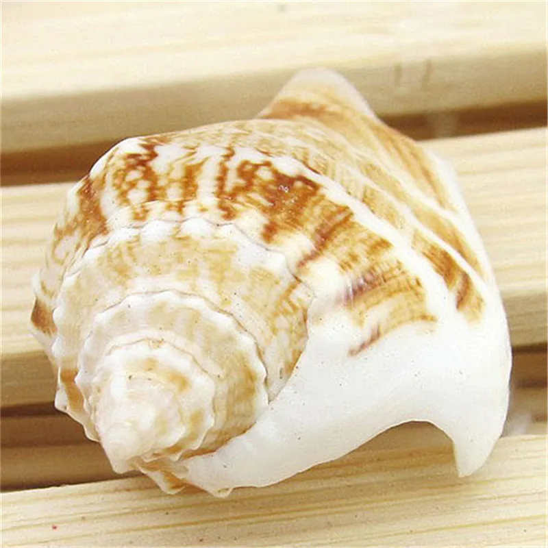 Ракушки морские 3-5 см 10 шт.