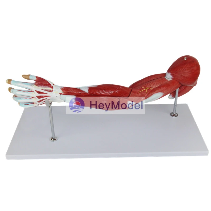 Мышцы верхних конечностей HeyModel с мышцами сосудистых нервов модель мышц рук при