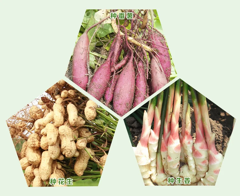 Открытый толстые картофель сладкого картофеля имбирь специально посадки