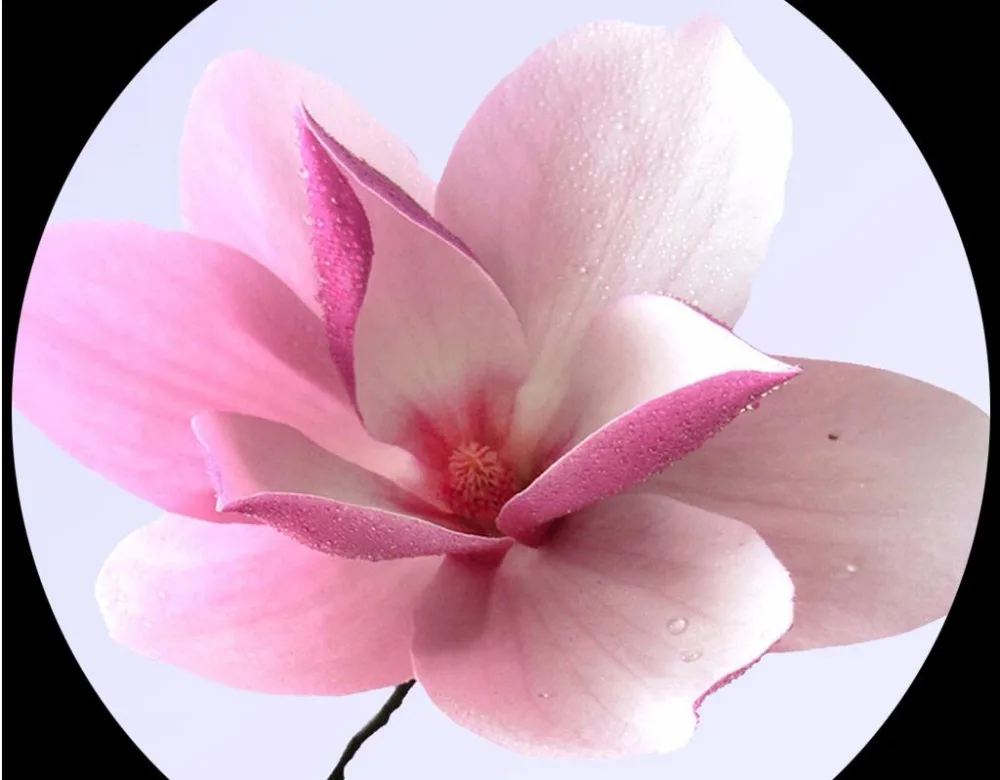 

Custom mural 3d photo wallpaper Magnolia TV background wall scenery decoration painting 3d wall murals wallpaper for walls 3 d